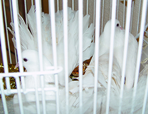 2 doves in cage