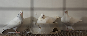 dove in cage 2