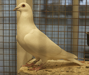 dove in cage